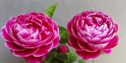 莫奈月季，阳光海滩，美得让人心动