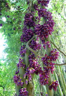 油麻藤的耐寒嫩力