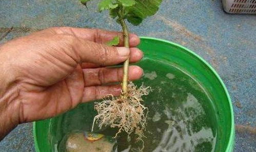 耐高温的植物不多， 别乱晒