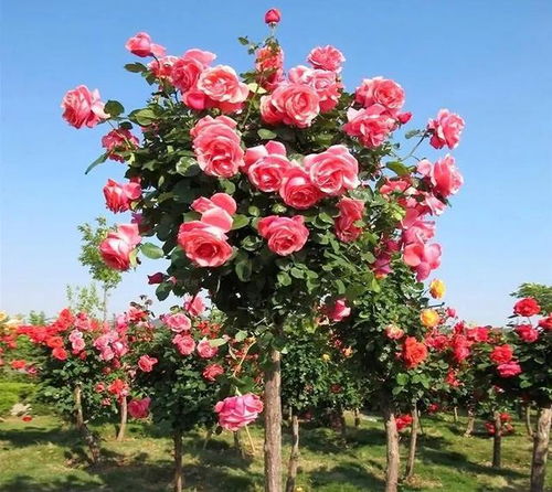 庭院里的红色风景线：月季品种大盘点