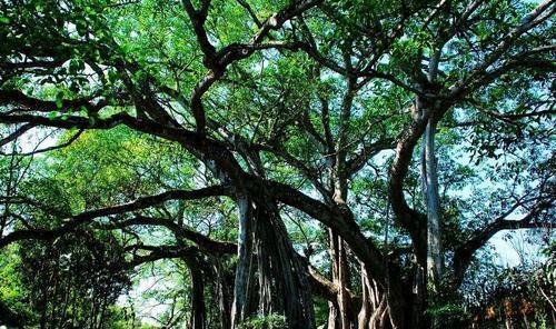 榕树的高与松树的猜猜猜