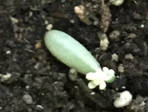 “植物叶片如何高效繁殖？”