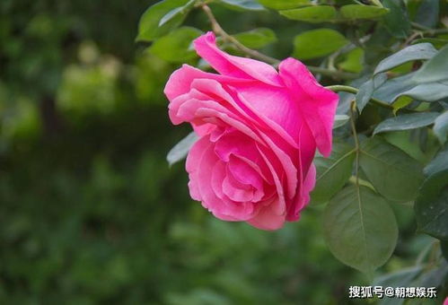 月季花，冬天嫩扦插吗？