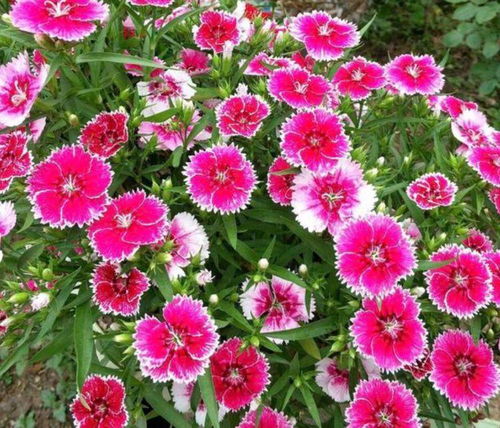 天人菊， 花开富贵迎春天