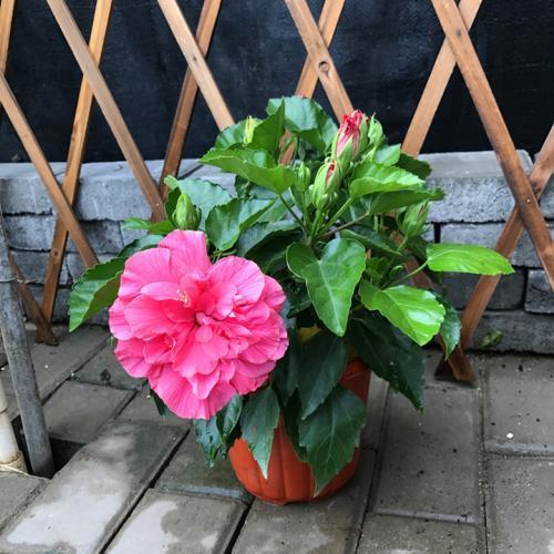 荷包牡丹：遮阴下的美丽使者