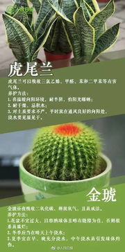 昙花适合在家里养吗？它能否为家居增添一抹浪漫