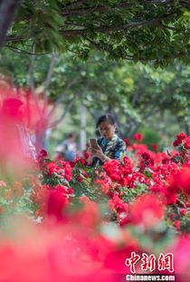 大花月季种植心得分享