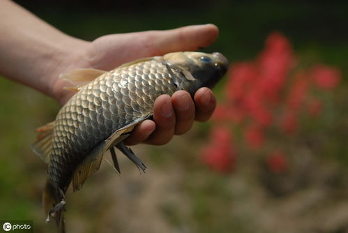春季野钓鲫鱼，精准调漂