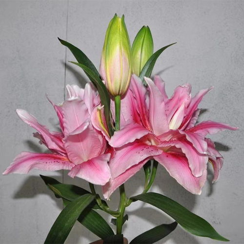 兰州百合的历史与特点