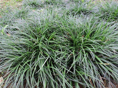 麦冬草怎么种？