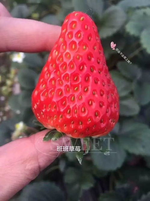 草莓种子快速催芽技巧，奶油草莓发芽秘诀！
