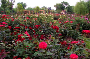 太仓恩钿月季园：纪念与贡献