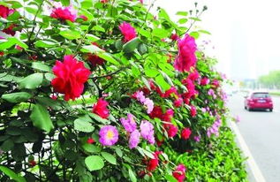 原阳街头， 月季花开成海