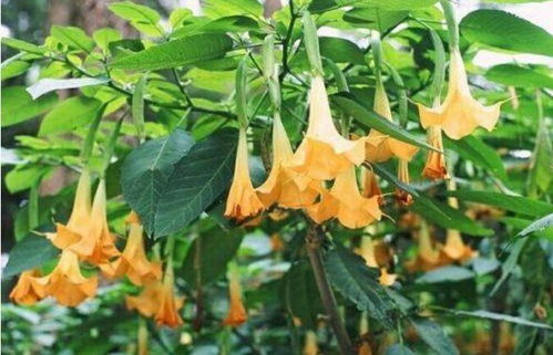 草本曼陀罗花和木本曼陀罗花，两种花儿的奇幻之旅