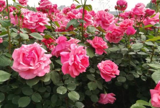 土壤条件大揭秘