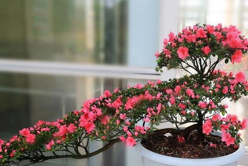 杜鹃花苞干尖怎么办？避免花朵枯萎的秘诀分享！