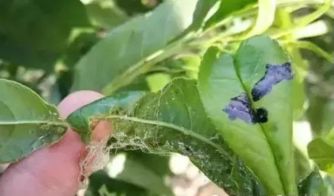 己唑醇用多了会不会有问题？