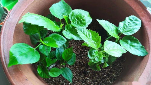 “秋季什么时候扦插菊花最适宜，有哪些方法能让菊花扦插生根更快