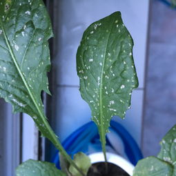 植物黑点是什么引起的？如何有效清除