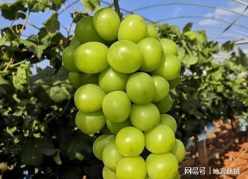 阳光玫瑰葡萄农药残留超标，这种葡萄还Neng平安吃吗？