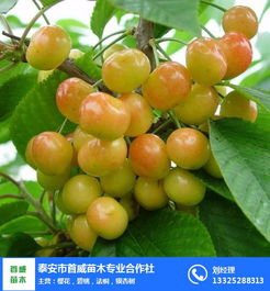盆栽樱桃为何迟迟不长新芽？