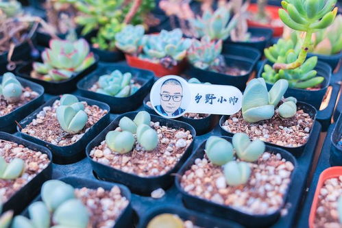 生石花种植土壤配比和选取哪种土壤最好