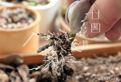 多肉植物服盆期间的养护小技巧