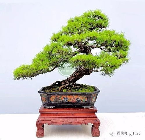 马尾松：阳性树种，耐修剪