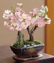 冬天鲜花盆景如何保存？如何让它们安全过冬