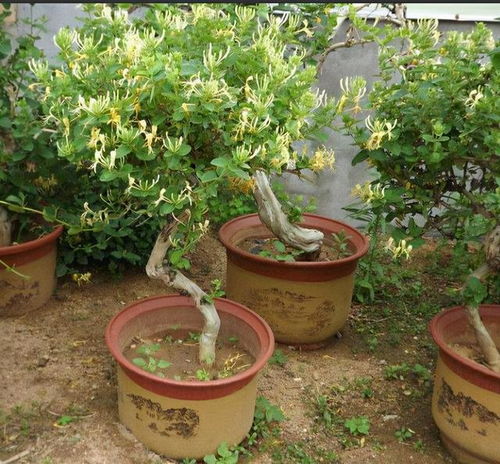 红金银花根系发达，为何枝繁叶茂却不开花