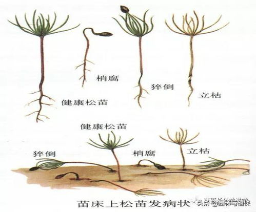 常见根部病害症状及识别