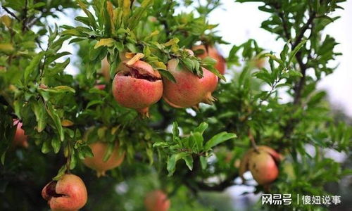 柿子树、 吉祥树，庭院添风采