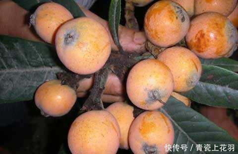哎呀，这枇杷真好吃，怎么突然说有毒呢？