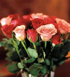 三、 蔷薇：爬满篱笆的攀缘者