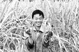 岳西县古坊乡茭白田套养甲鱼，收益显著提升