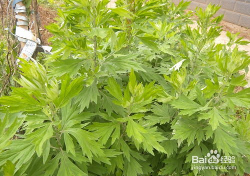 驱蚊植物种什么最有效？夏天必备的驱蚊植物有哪些