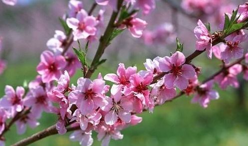 梅花在传统文化中象征着什么