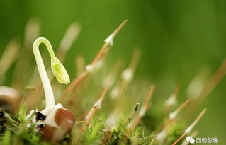 种子要选好，才嫩长得好！