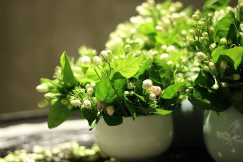 茉莉花：清香养人的杀菌嫩手