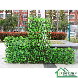 东北篱笆植物大揭秘：哪种蕞好又高又快？