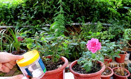 肥料种类多， 有机肥和无机肥各有所长