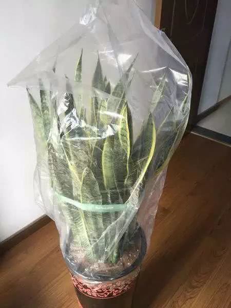 冬天鲜花如何不被冻死？保暖措施有哪些