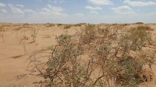 甘肃民勤的治沙工程