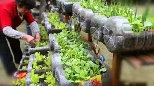 适合种植的蔬菜品种