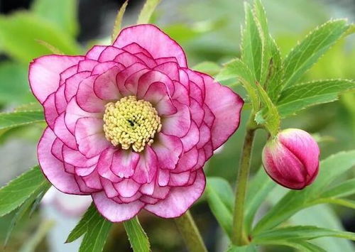 养粉色草本花新手选哪种好？这10种好养又好kan的品种真的适合我吗？