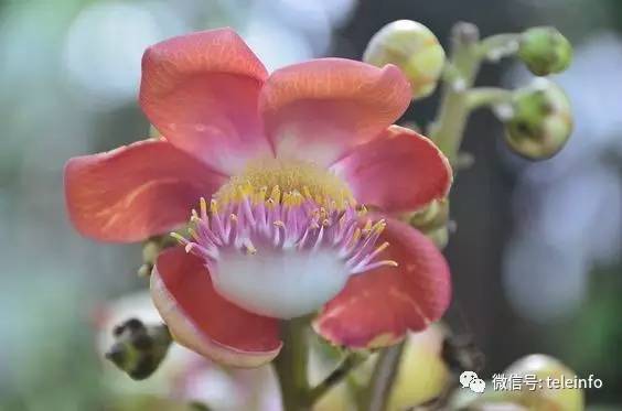 千佛手开花寓意吉祥吗？那绚烂的花朵