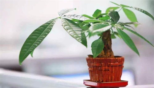 发财树能进行扦插繁殖吗？这种方法是否适用于所有品种的发财树