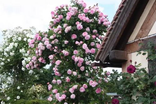 紫藤的修剪和管理