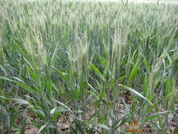 乙草胺麦地可，平安吗？