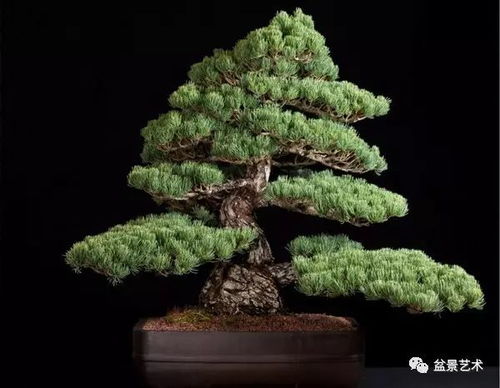 透气比肥沃梗重要， 别让苗子烂在土里